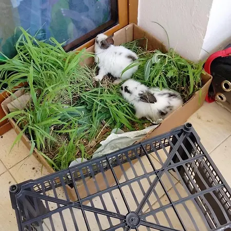 Hostel Backpackers La Casa De Payaso *